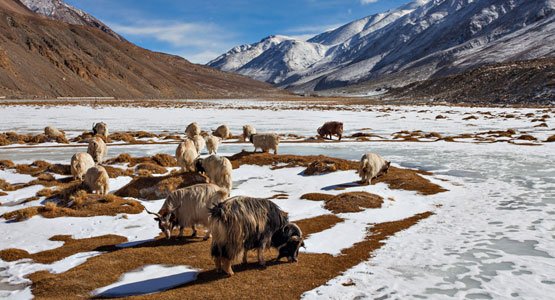 Changthang Plateau